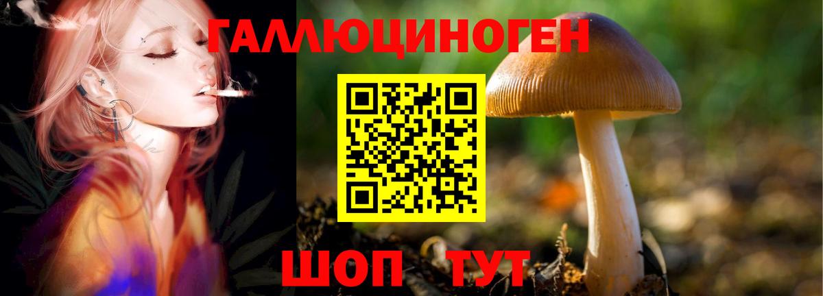 Галлюциногенные грибы Psilocybe Люберцы
